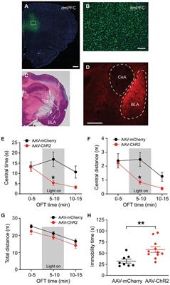 The projection from dorsal medial prefrontal cortex to basolateral amygdala promotes behaviors of negative emotion in rats